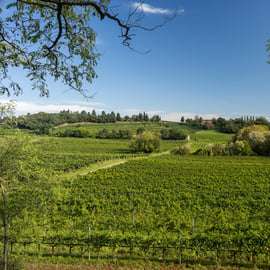 Custoza: Bio-Weinverkostung mit Weinbergs- und Kellertour