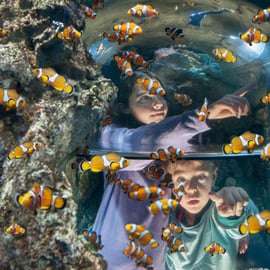 Acuario SEA LIFE Gardaland: entrada de fecha abierta