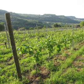 Valpolicella en redondo: degustación de vinos típicos de Valpolicella