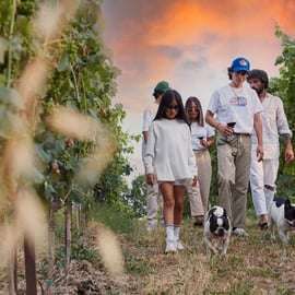 Desenzano: tasting of Lugana wines with vineyard tour