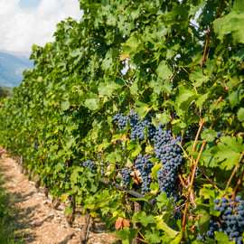 Gardasee: Garda Hills Wein Tour und Verkostung