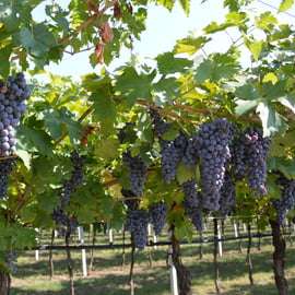 De Verona: Excursão de meio dia a Valpolicella para prova de vinhos