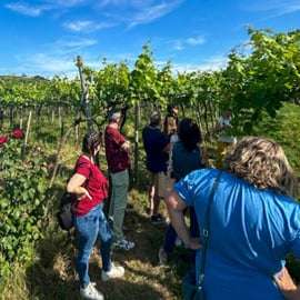 Soave: cata de vinos y visita a los viñedos en el centro histórico