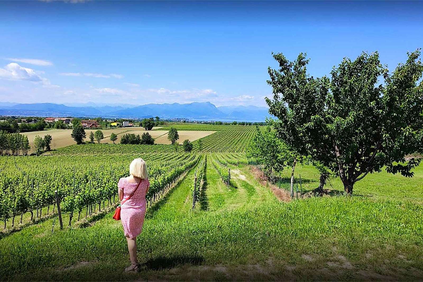 Dégustation de vin à Lugana : vignes, deux caves, charcuterie