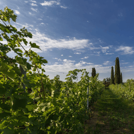 Boutique Winery Tour & Tasting in Valpolicella