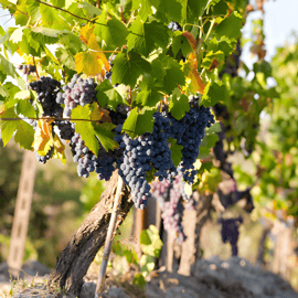 Tour in Valpolicella da Verona con degustazione di vini