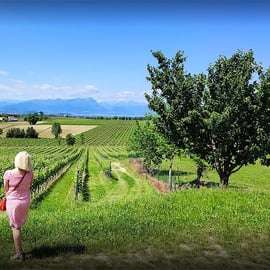 Dégustation de vin à Lugana : vignes, deux caves, charcuterie