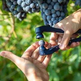 Amarone y Valpolicella: tour por bodega con traslado desde Verona
