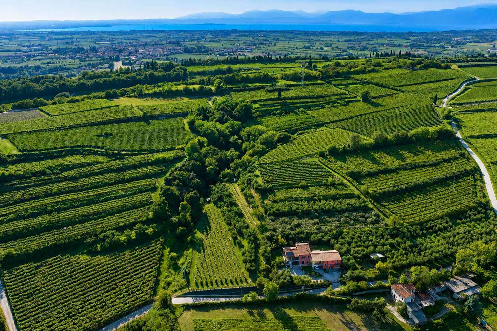 Lac de Garde : visite panoramique de l'exploitation et dégustation d'huile