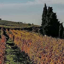 Visite de cave et dégustation d'Amarone à Fumane