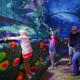 Acuario SEA LIFE Gardaland: entrada de fecha abierta