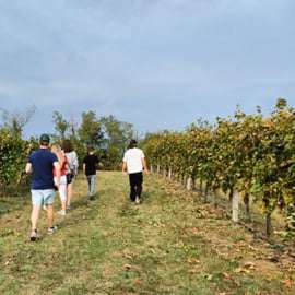 Excursão de meio dia de vinhos: Soave e Amarone em minivan