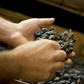 Vertikální degustace Amarone: čtyři ročníky a sklep