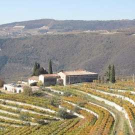 Verona: Esperienza di caccia al tartufo e degustazione di Amarone