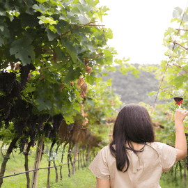 Tour in Valpolicella da Verona con degustazione di vini