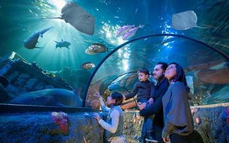 Gardaland SEA LIFE Aquarium: Vstupenka s datem otevření