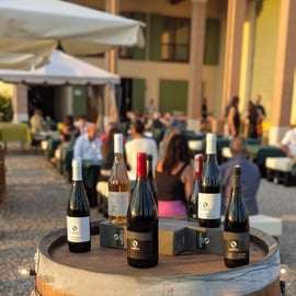 Amarone y Valpolicella: tour por bodega con traslado desde Verona