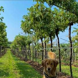 Dégustation de vin à Fumane dans une cour médiévale