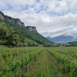 GARDASEE: WEINBERG- UND KELLERTOUREN