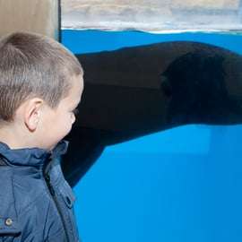 Acuario SEA LIFE Gardaland: entrada de fecha abierta