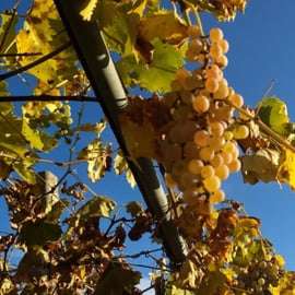 Excursão de meio dia de vinhos: Soave e Amarone em minivan