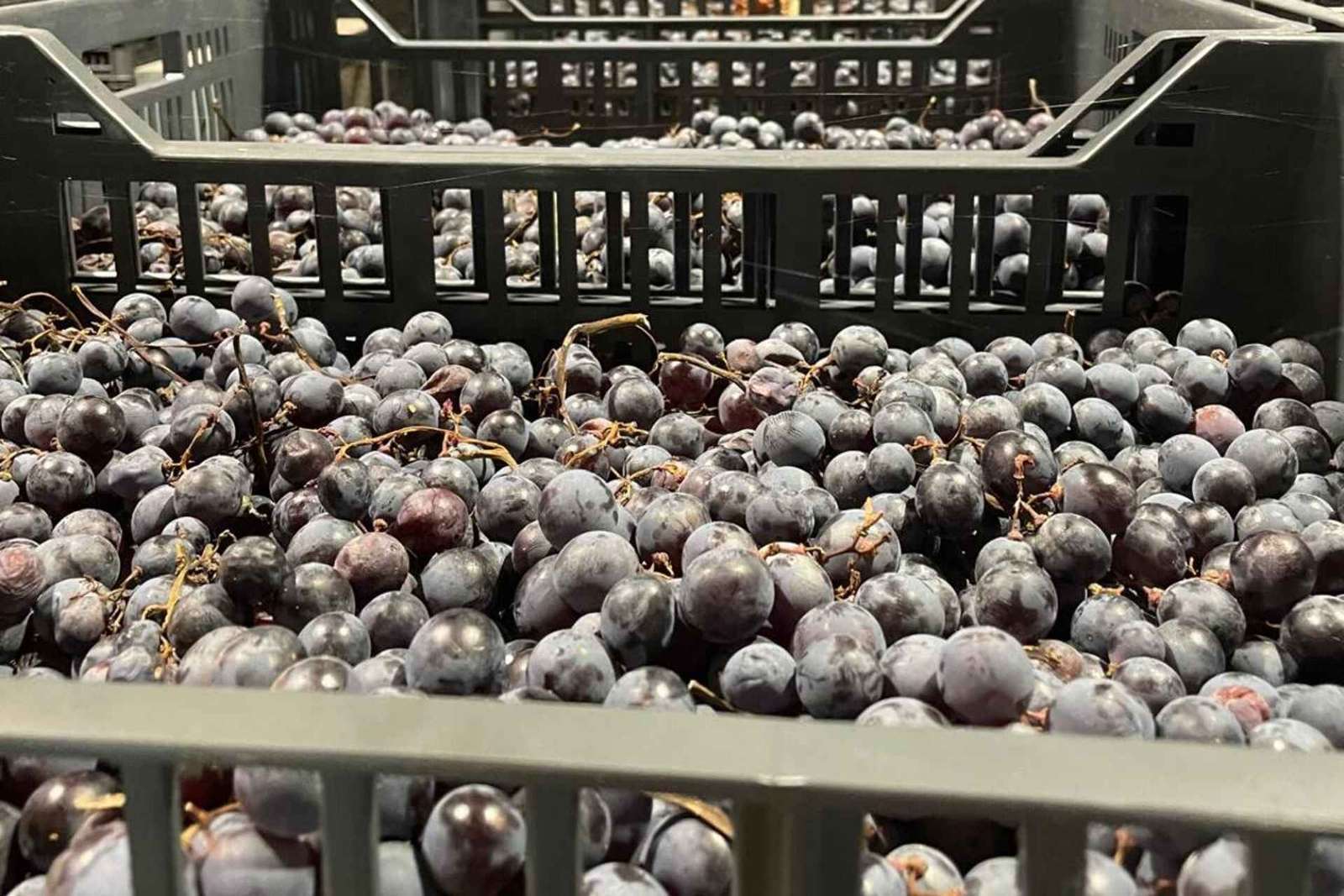 From Verona: Valpolicella and Amarone full day private tour