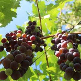 From Verona: Valpolicella and Amarone full day private tour
