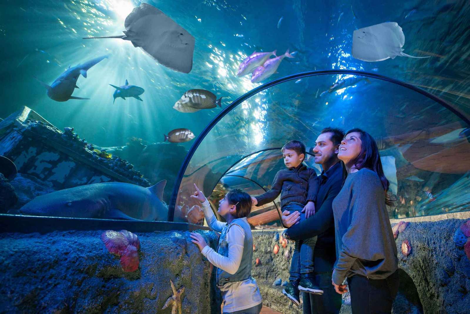 Acuario SEA LIFE Gardaland: entrada de fecha abierta
