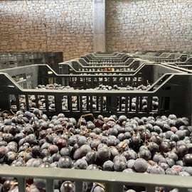 From Verona: Valpolicella and Amarone full day private tour