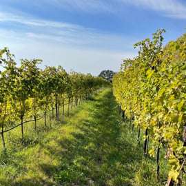 From Verona: Valpolicella and Amarone full day private tour