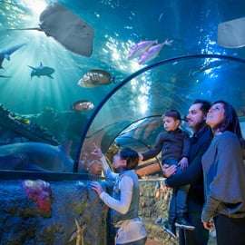 Acuario SEA LIFE Gardaland: entrada de fecha abierta