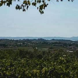 Lac de Garde : Visite du vignoble et dégustation sur les collines