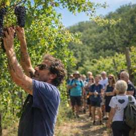 Alrededores de Verona: experiencia ecológica en una bodega histórica de 1760