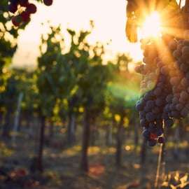 Valpolicella: Tour guiado à vinícola de 1,5 hora com degustação de vinhos