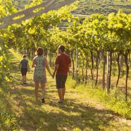 Dégustation de vins biologiques en Valpolicella, vignes et cave