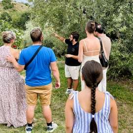 Lac de Garde : visite panoramique de l'exploitation et dégustation d'huile