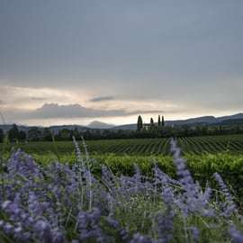 Lago di Garda: tour enologico e degustazione a Bardolino