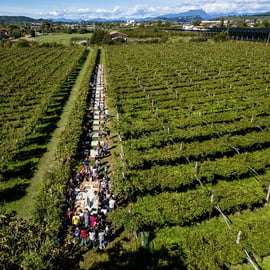Visite d'un domaine viticole en Valpolicella avec dégustation